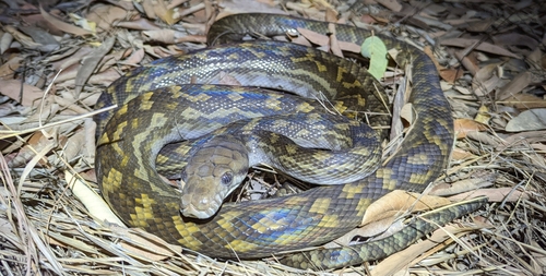 Australian Scrub Python sighting