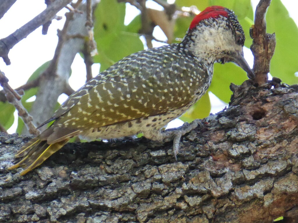 Golden-tailed Woodpecker from Okavango Delta, Botswana on September 16 ...