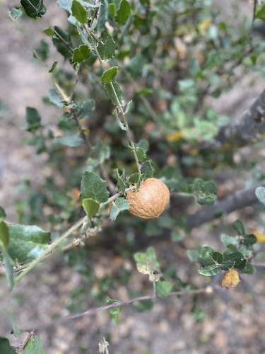 iNaturalist observation photo of Oak Gall Wasps