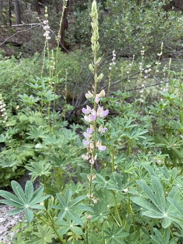 iNaturalist observation photo of lupines