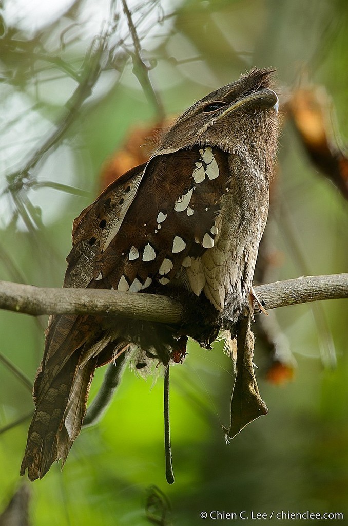 Dulit Frogmouth photo