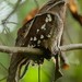 Dulit Frogmouth - Photo (c) Chien Lee, all rights reserved, uploaded by Chien Lee