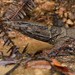 Varanus dumerilii - Photo (c) Chien Lee, todos los derechos reservados, uploaded by Chien Lee