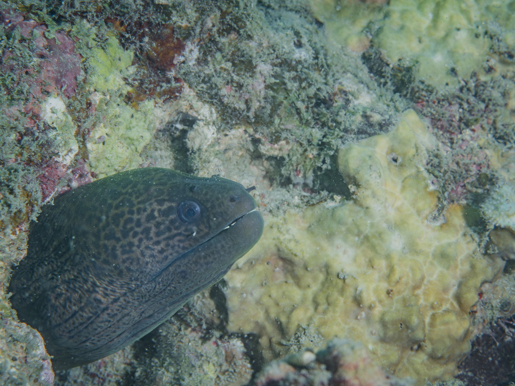 Giant Moray Eel