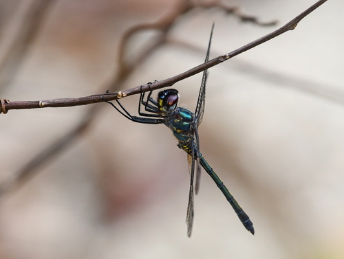 Zygonyx iris Selys, 1869