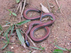 Dumeril's Diadem Snake - Photo (c) Julia Veiga Pereira, all rights reserved, uploaded by Julia Veiga Pereira