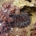 Bunodosoma zamponii - Photo (c) María del Mar Eivers, todos los derechos reservados, subido por María del Mar Eivers