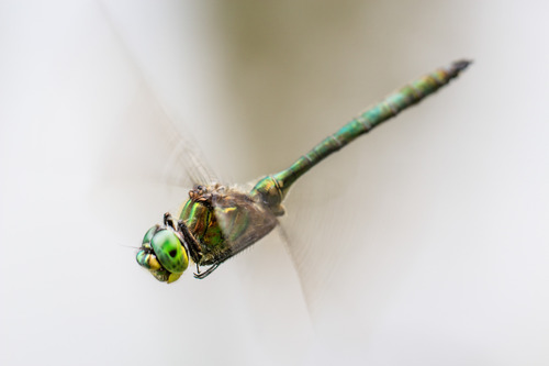 Brilliant Emerald