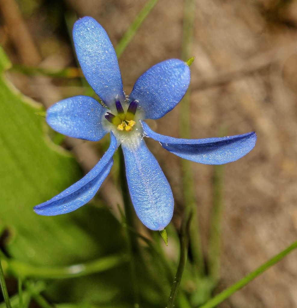 Violeta