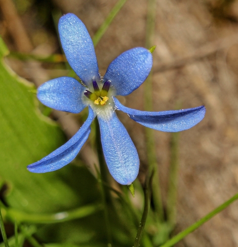 Tecophilaea violiflora Bertero ex Colla