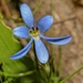 Long-leaved Violet - Photo (c) matias saa, all rights reserved, uploaded by matias saa