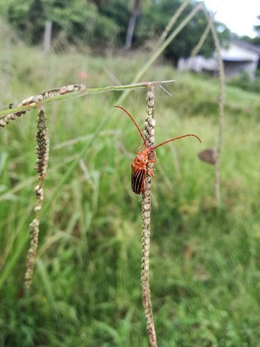 Oxymerus lineatus