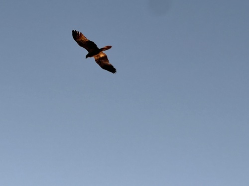 Whistling Kite