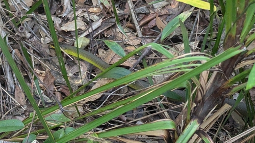 Common Tree Snake sighting