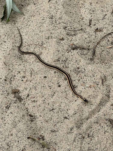 iNaturalist observation photo of Common Garter Snake