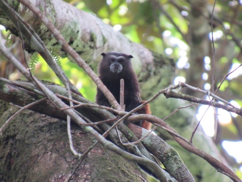 White-mantled Tamarin