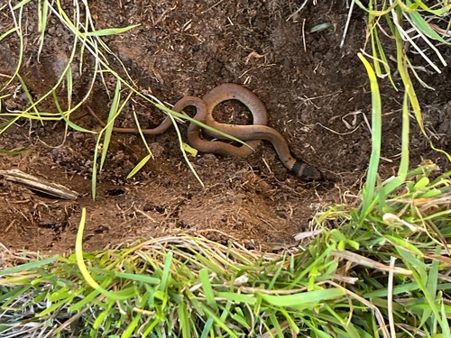 Eastern Brown Snake sighting