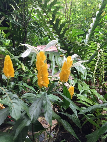 golden shrimp plant