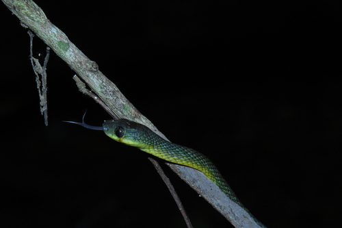 Weiler's Tree Snake