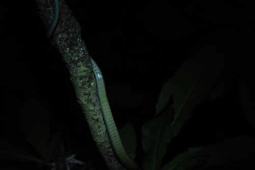 Weiler's Tree Snake