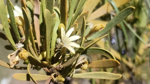 Scaevola acacioides