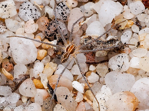Cricket Thief Spider