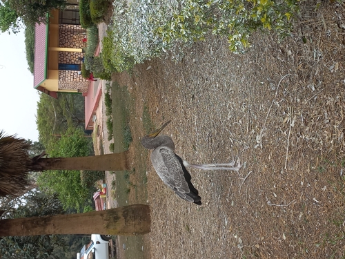 Yellow-billed Stork