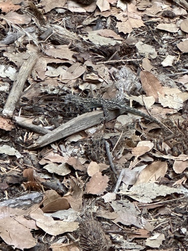 iNaturalist observation photo of Spiny Lizards