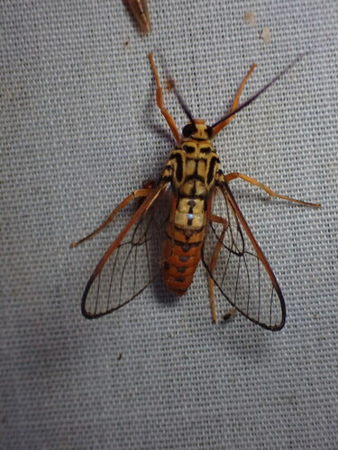 Abrochia fulvisphex