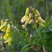 Astragalus umbellatus - Photo (c) Chris Fastie, כל הזכויות שמורות, הועלה על ידי Chris Fastie