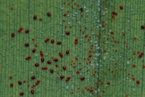 Red Palm Mite