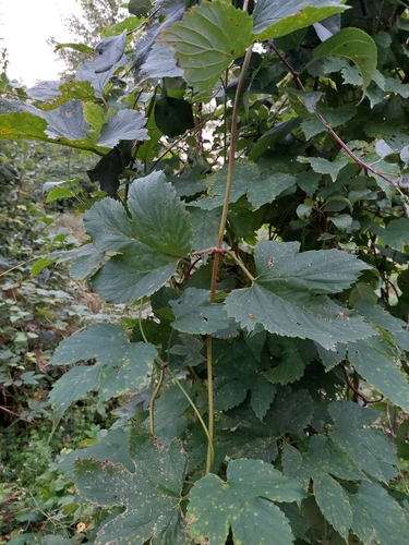 common hops