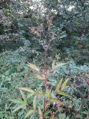 Meadowsweet