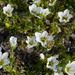 Arctic Stitchwort - Photo (c) Chris Fastie, all rights reserved, uploaded by Chris Fastie