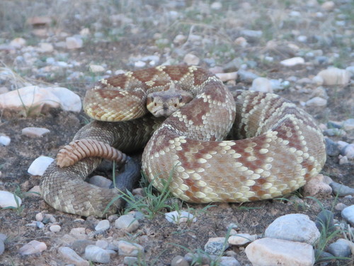 Western Black-tailed Rattlesnake
