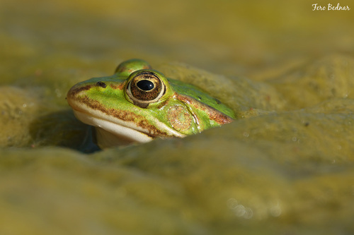 Pelophylax