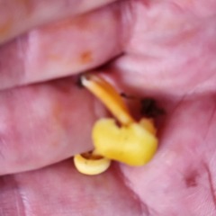 Hygrocybe parvula