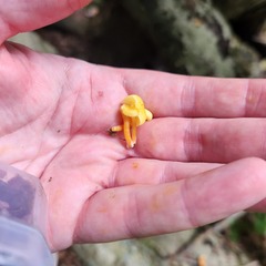 Hygrocybe parvula (Photo 2 of 3)