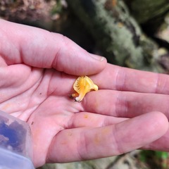 Hygrocybe parvula (Photo 3 of 3)