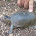 Alamos Mud Turtle - Photo (c) Rafa Lara, all rights reserved, uploaded by Rafa Lara