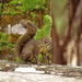 Guianan Squirrel - Photo (c) Nicolas Bonnefoy, all rights reserved, uploaded by Nicolas Bonnefoy