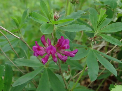 lupine clover