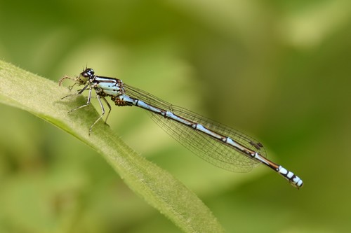 Arctic Bluet