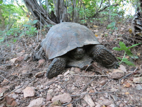 Goode’s Thornscrub Tortoise