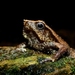 Kinabalu Sticky Frog - Photo (c) Benjamin Tapley, all rights reserved, uploaded by Benjamin Tapley
