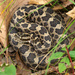 Massasauga - Photo (c) viperidae4ever, all rights reserved, uploaded by viperidae4ever