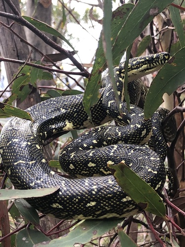 Diamond Python sighting