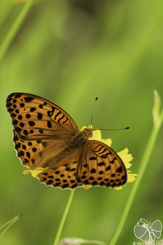 Pallas's Fritillary