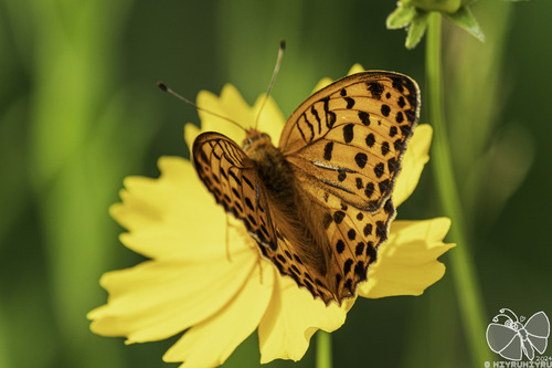 Pallas's Fritillary