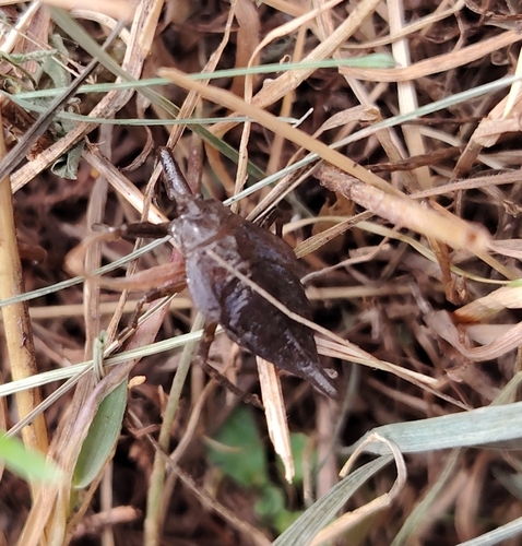 Eurasian Water Scorpion